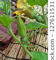 Female pumpkin flowers that will bloom tomorrow 127611531