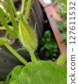 Pumpkin male flowers that will bloom tomorrow 127611532