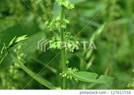 Gishishishi / Yobo 127611538