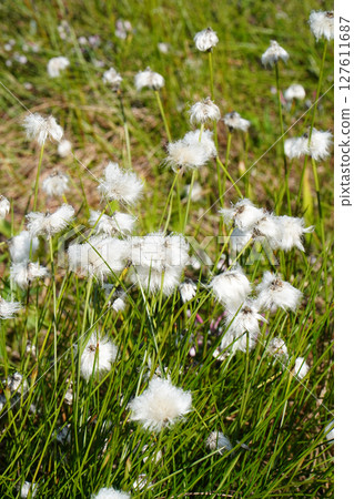 Shiga Highlands: Cotton Grass Blooms in Tanohata Marsh Shiga Highlands: Cotton Grass Blooms in Tanohata Marsh 127611687
