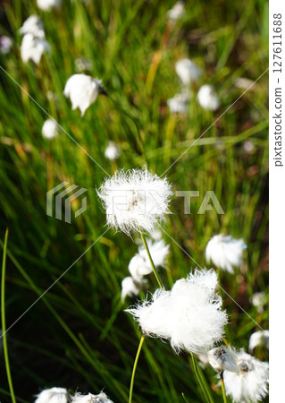 Shiga Highlands: Cotton Grass Blooms in Tanohata Marsh Shiga Highlands: Cotton Grass Blooms in Tanohata Marsh 127611688