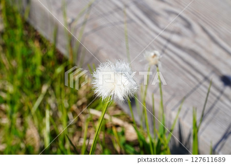 志賀高原：田野畑沼澤的棉花草花 127611689