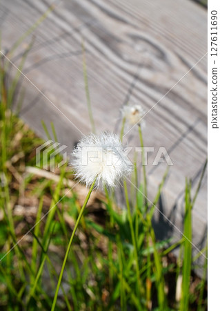 Shiga Highlands: Cotton Grass Blooms in Tanohata Marsh Shiga Highlands: Cotton Grass Blooms in Tanohata Marsh 127611690
