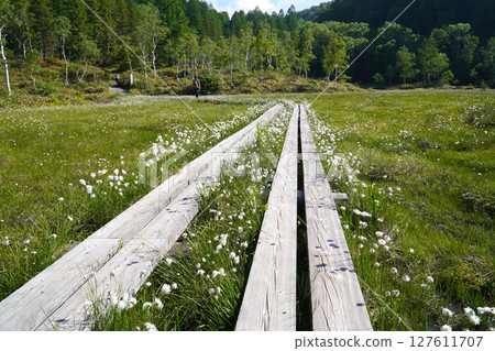 Shiga Highlands: Cotton Grass Blooms in Tanohata Marsh 127611707