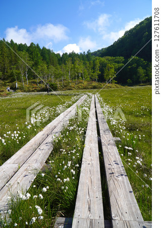 Shiga Highlands: Cotton Grass Blooms in Tanohata Marsh 127611708