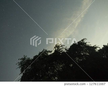 Starry sky seen from the forest 127611887