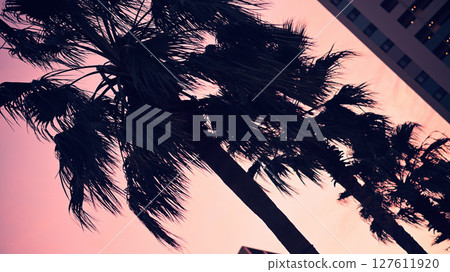 Twilight sky and palm tree 127611920
