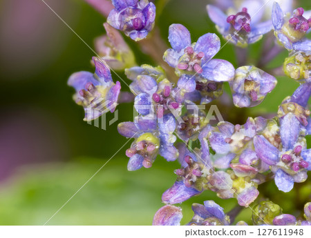 被雨水浸濕的繡球花 127611948