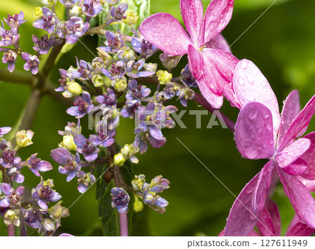 A rain-soaked hydrangea flower 127611949
