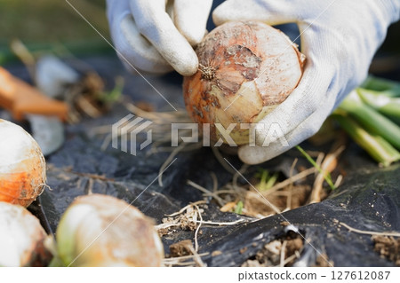 Onion harvesting: cutting the roots 127612087