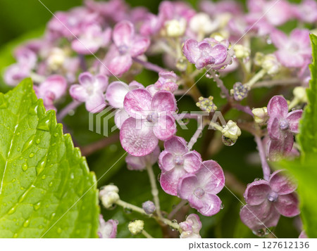 Pink hydrangea wet in the rain Pink hydrangea wet in the rain 127612136