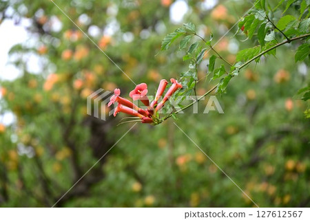 Trumpet Creeper Flowers 127612567
