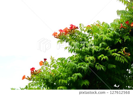 Trumpet Creeper Flowers 127612568