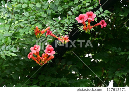 Trumpet Creeper Flowers 127612571
