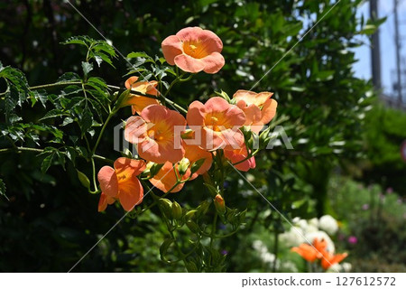Trumpet Creeper Flowers Trumpet Creeper Flowers 127612572