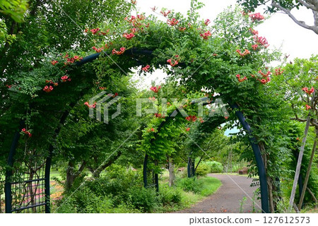 Trumpet Creeper Flowers Trumpet Creeper Flowers 127612573