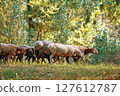 A peaceful and serene scene of sheep calmly grazing in a beautiful autumn landscape rich with vibrant, colorful foliage 127612787