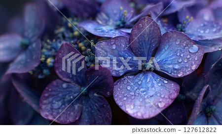 Hydrangeas that brighten up the rainy season: vibrant colors and water droplets 127612822