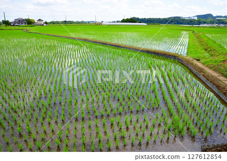 View of Ioji Temple, rural scenery after rice planting, Kitahanda, Kanuma City 127612854