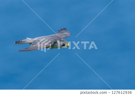 An adult Peregrine Falcon flies swiftly with the Sea of Japan in the background 127612936