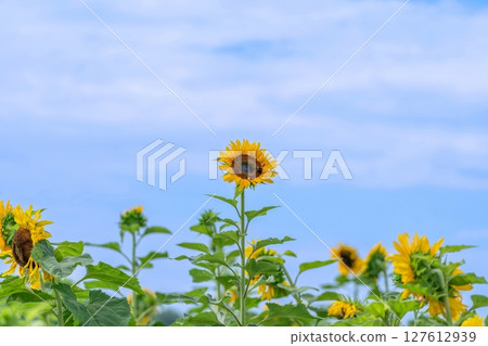 A view of sunflowers in full bloom against a blue sky A view of sunflowers in full bloom against a blue sky 127612939