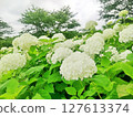 White hydrangea 127613374