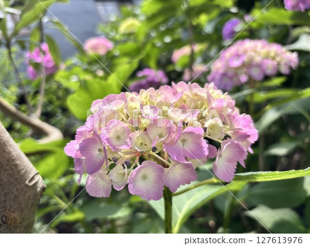 Lily purple hydrangea 127613976