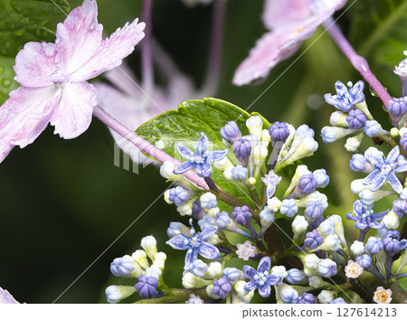 A rain-soaked hydrangea flower A rain-soaked hydrangea flower 127614213