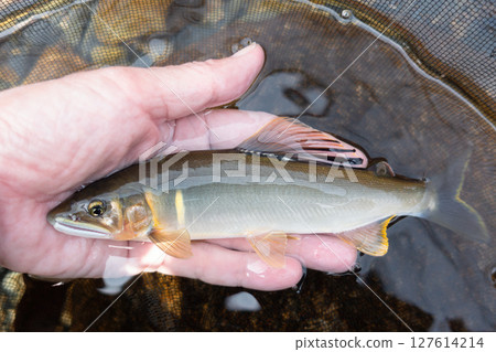 Beautiful freshly caught wild sweetfish Beautiful freshly caught wild sweetfish 127614214