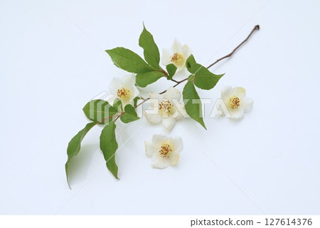 姬沙拉花 姬沙拉花 127614376