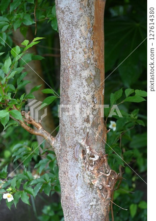 Himeshara Flowers Himeshara Flowers 127614380