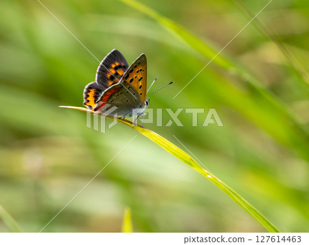 Small copper on the grass 127614463