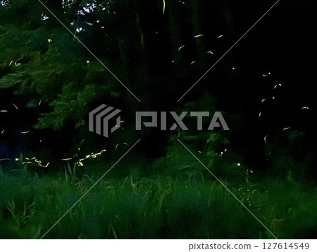 源氏螢火蟲跳舞 127614549