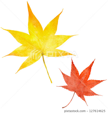 Autumn leaves, maple leaves, watercolor, autumn, illustration 127614625