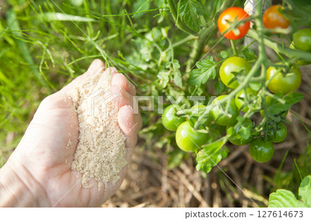 Spread rice bran on cherry tomato seedlings 127614673