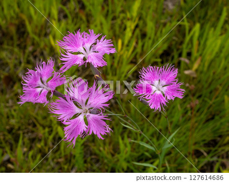 Dianthus flower blooming in the grass 127614686