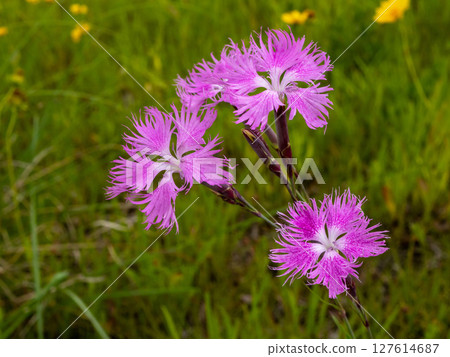 Dianthus flower blooming in the grass 127614687