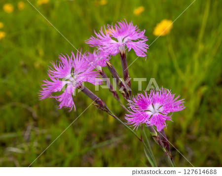 Dianthus flower blooming in the grass 127614688