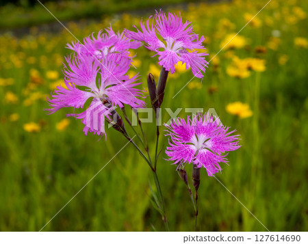 Dianthus flower blooming in the grass Dianthus flower blooming in the grass 127614690
