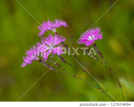 盛開在草叢中的石竹花 盛開在草叢中的石竹花 127614694