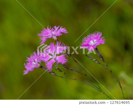 Dianthus flower blooming in the grass 127614695