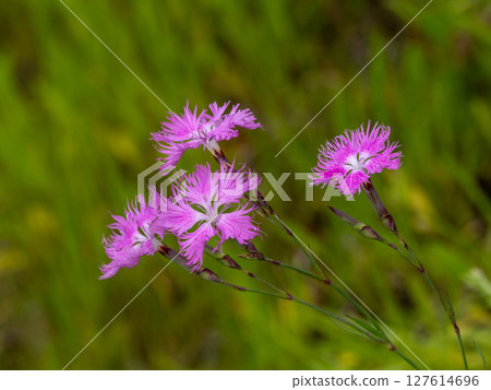 Dianthus flower blooming in the grass 127614696