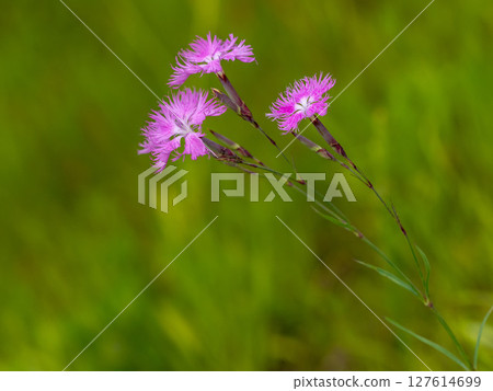 Dianthus flower blooming in the grass 127614699