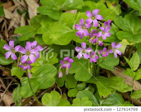 Murasaki Kabaki Flower Murasaki Kabaki Flower 127614709