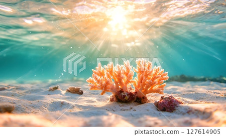 underwater coral reef with tropical fish 127614905