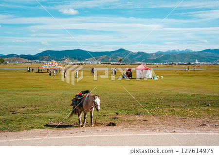 Saddled Horse for Tourists in the Scenic Napahai Grassland 127614975