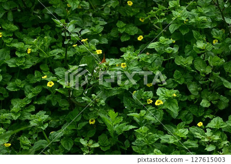 水酸漿花 127615003