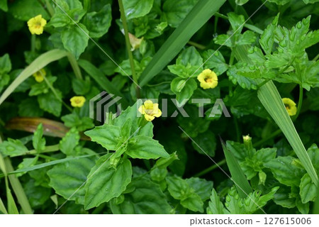 水酸漿花 127615006