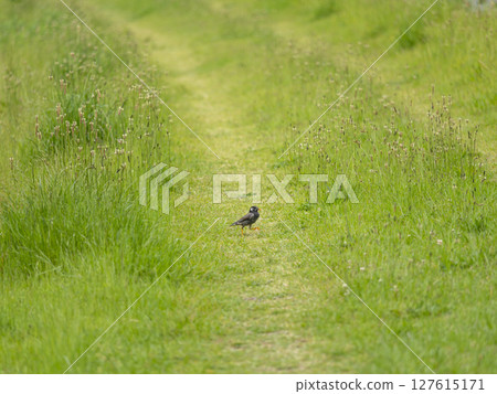 一隻畫眉鳥在河岸邊尋找食物 127615171