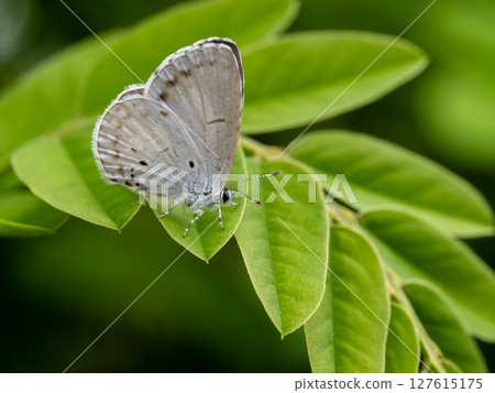 葉子上的藍鳥 127615175